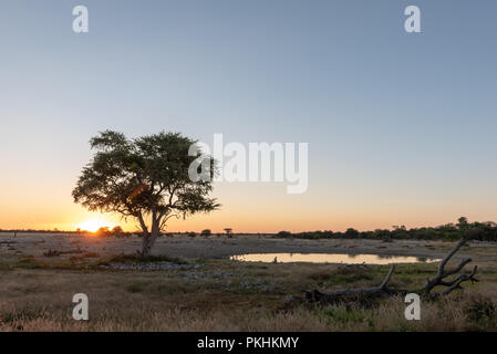 Akazie Silhouette mit schönen afrikanischen Sonnenuntergang und leeren Wasserloch, klaren blauen Himmel, Etosha National Park, Namibia Stockfoto