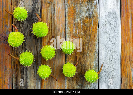 Grüne Kastanien aus dem Wald auf Vintage rustikalen Holzmöbeln Hintergrund. Stockfoto