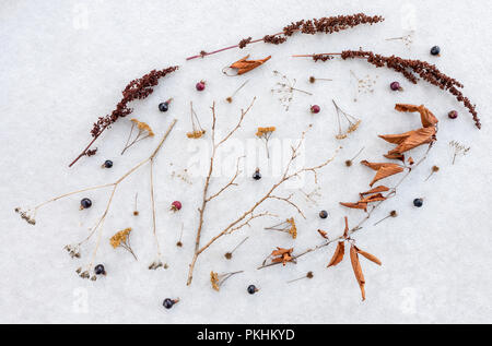 Schönheit für trockene, empfindliche Pflanzen. Herbst Zweige, Blätter und Beeren auf grauem Beton Hintergrund. Stockfoto