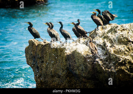 Europäische SHAG ODER GEMEINSAMEN SHAG, Phalacrocorax aristotelis im Schwarzen Meer, Bulgarien Stockfoto