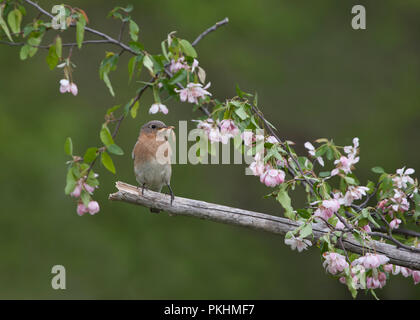 Weibliche Eastern Bluebird thront in rosa Blüten Stockfoto