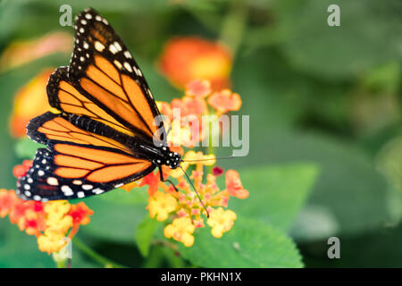 Monarch Butterfly - Gemeinsame Tiger Weibchen auf eine Blume - Grüner Hintergrund Stockfoto