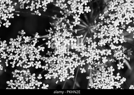 Blume des Panace - schwarz-weiß Foto Stockfoto