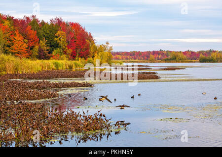 Herbst Szenen um Lac Boivin (See) Quebec, Kanada. Aus dem Bereich des Centre d'Interpretation de la Nature du Lac Boivin. Einige Holz Enten schwimmen Stockfoto