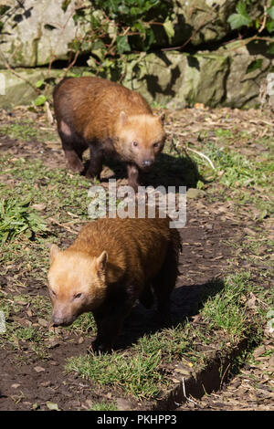 Bush Hunde in Gefangenschaft Stockfoto