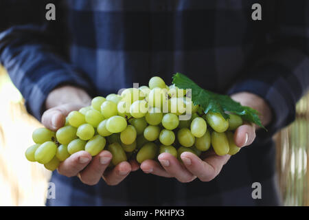 Bauern Hände halten weiße Trauben Herbst Ernte Stockfoto