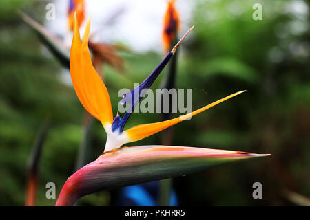 Im Gewächshaus, in Glasgow, nur drei bunte Blume benannt Strelitzia reginae mit unscharfen Hintergrund Stockfoto