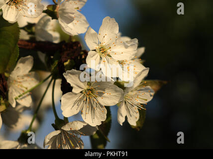 Blick auf die weißen Blütenblätter mit Himmel und dunklen Hintergrund. Die Blüte der Pflaumen Baum in unserem Garten. Mit Sonnenschein Stockfoto