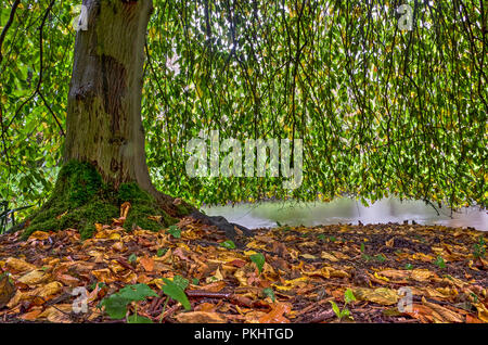 Low Angle View der Stamm, die überhängenden Zweige und Laub von einer Buche an einem regnerischen Tag im Herbst Stockfoto
