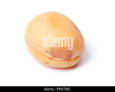Faule apricot mit Schimmel auf weißem Hintergrund Stockfoto