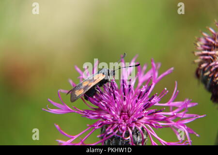 Ein Six-spot Burnet sitzen auf Rotklee in der Slowakei wiesen mit grünem Hintergrund Stockfoto