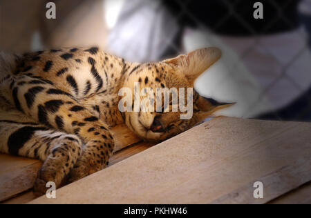Eine schlafende Serval in den heißen Tagen. Schöne Art der Katze Blätter in afrikanischen Ländern Stockfoto
