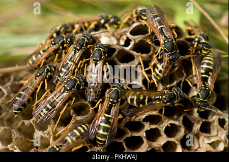 Papier Wespe Feldwespe dominulus Europäische Kolonie in Augustowska Wald in Polen Stockfoto