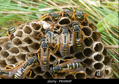 Papier Wespe Feldwespe dominulus Europäische Kolonie in Augustowska Wald in Polen Stockfoto