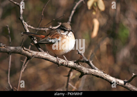 Schwarz - gekrönte Tchagra (Tchagra senegalus senegalus), Waterberg Plateau Park, Namibia. Stockfoto