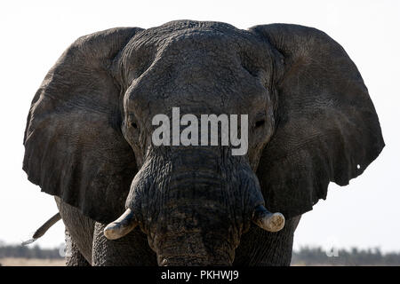 Afrikanischer Elefant, Okaukuejo, Etosha National Park, Namibia. Stockfoto