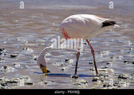 Jamess Flamingo (Phoenicopterus Jamesi), auch bekannt als der Puna-Flamingo ist eine südamerikanische Flamingo. Laguna Blanca, Bolivien. Stockfoto