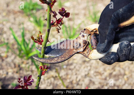 Mann schneidet Strauchrosen alte Gartenscheren Stockfoto