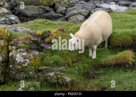 Ein einzelnes Schaf auf der Insel von Muck, einem abgelegenen Insel der Inneren Hebriden von Schottland Stockfoto