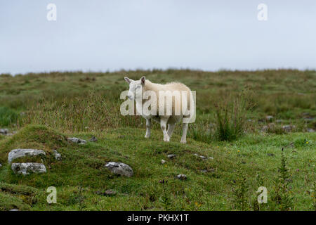 Ein einzelnes Schaf auf der Insel von Muck, einem abgelegenen Insel der Inneren Hebriden von Schottland Stockfoto