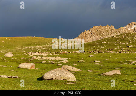 Alai Schafe weiden in der Kirgisischen hohe Weide am Goldenen Stunde, Keskenkyia Loop trek, Jyrgalan, Kirgisistan Stockfoto