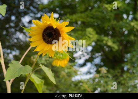 Einzelne gelbe Sonnenblume auf grünem Hintergrund Stockfoto