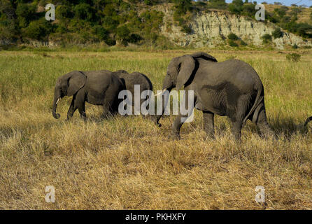 Drei Elefanten im Tarangire Nationalpark, Tansania, Afrika Stockfoto