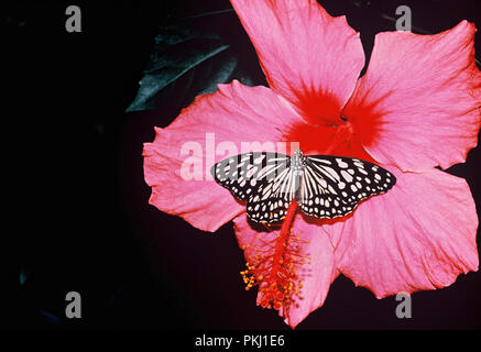 Schmetterling im Garten vom Familiensitz der Bismarcks schloss Friedrichsruh nahe Hamburg, Deutschland 2006. Schmetterling im Garten der Familie den Aufenthalt von Bismarcks schloss Friedrichsruh in der Nähe von Hamburg, Deutschland 2006. Stockfoto