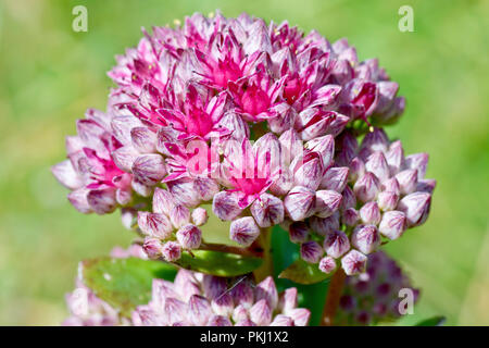 Orpine (Sedum telephium), auch als "Lebenslanges, Nahaufnahme der Blumen, die sich aus den Knospen bekannt. Stockfoto