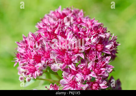 Orpine (Sedum telephium), auch als "Lebenslanges, eine Nahaufnahme einer Blüte bekannt. Stockfoto