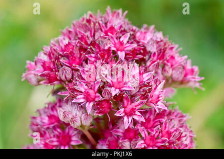 Orpine (Sedum telephium), auch als "Lebenslanges, eine Nahaufnahme einer Blüte bekannt. Stockfoto