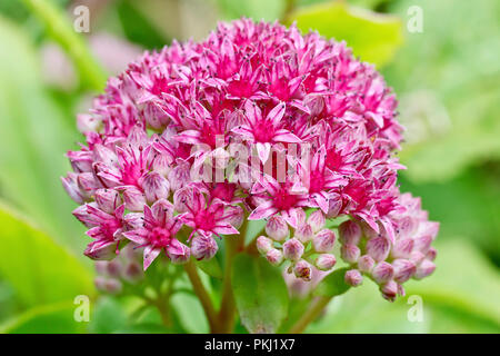 Orpine (Sedum telephium), auch als "Lebenslanges, Nahaufnahme der Blumen, die sich aus den Knospen bekannt. Stockfoto