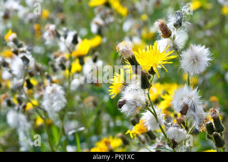 Mehrjährig Leistungsbeschreibung - Thistle (sonchus arvensis), in der Nähe der Blumen und seedheads. Stockfoto