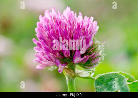 Rotklee (Trifolium pratense), Nahaufnahme der Blüte zurück lit. Stockfoto