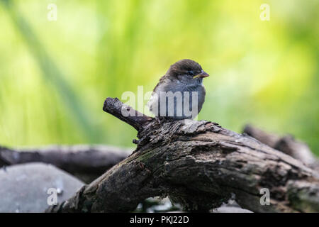 Juvenile Haussperling (Passer Hausangestellte) in natürlicher Umgebung mit grünen bokeh Hintergrund thront Stockfoto