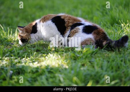 Dreifarbige Katze geht auf eine sonnige Wiese Stockfoto
