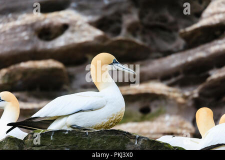 Gannett (Morus bassanus) auf Insel Noss National Nature Reserve Felsvorsprung im Sommer Brutzeit. Noup der Noss Shetland Inseln Schottland Großbritannien Stockfoto