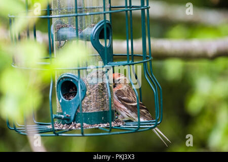 Common Redpoll (Carduelis flammea) männliche Finch im Frühjahr Federkleid eines Garten Vogelfutter Zubringer in eine Hecke. North Wales, Großbritannien, Großbritannien Stockfoto