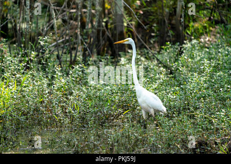 Ein Silberreiher im Alligator nationale Reserve in die Outer Banks, North Carolina, USA Stockfoto