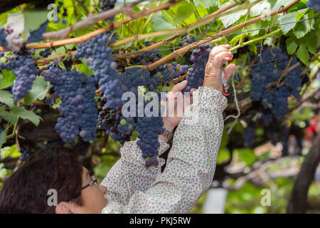 Parade der Madeira Wine Festival oder "Festa do Vinho Madeira" in Estreito de Camara de Lobos, Madeira Island, Portugal, September 2018. Stockfoto