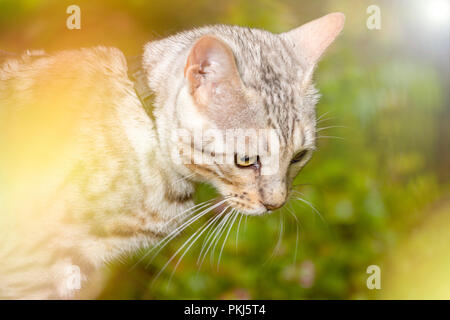 Schönen männlichen silver Bengal cat kitten Portrait im Freien mit Sonnenterrasse flare Stockfoto