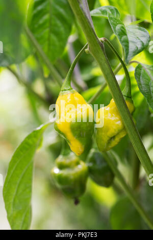 Capsicum chinense 'Gelbe holprigen' Obst. Stockfoto