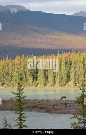 Wapiti (Cervus canadensis) in der Nähe der Athabasca River im Jasper Nationalpark ruht. Alberta, Kanada. Stockfoto