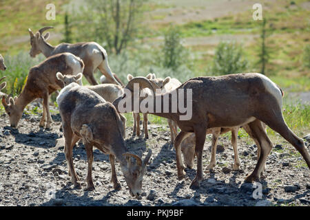 Bighorn Schafe (Ovis canadensis) mit mutterschafe Stockfoto