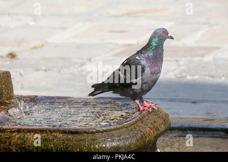 Rock pigeon, Columba livia, auf einem Brunnen, Murano, Italien. Auch als ringeltaube und gemeinsame Taube. Close up Feather detail Stockfoto