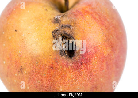 Close-up Langweilig Spur einer apfelwickler Cydia pomonella, in einem wormy Apple. Auf weissem Hintergrund. Ort schreibt Stockfoto