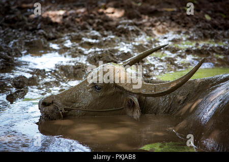 Porträt einer Wasserbüffel (Bubalus bubalis") genießt ein Schlammbad (Provinz Kratie - Kambodscha - Asien). Stockfoto