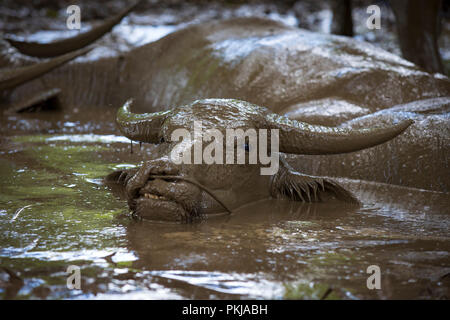 Porträt einer Wasserbüffel (Bubalus bubalis") genießt ein Schlammbad (Provinz Kratie - Kambodscha - Asien). Stockfoto