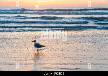 Bunte Atlantik sunrise an Floridas Ostküste in Jacksonville Beach. (USA) Stockfoto