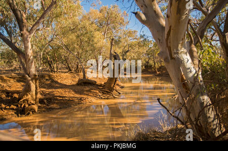 Schlammiges Wasser von Blackwater Creek gesäumt von hohen Eukalyptusbäumen und unter blauem Himmel in der Nähe der Fernbedienung australische Outback Stadt Adavale, Queensland Stockfoto